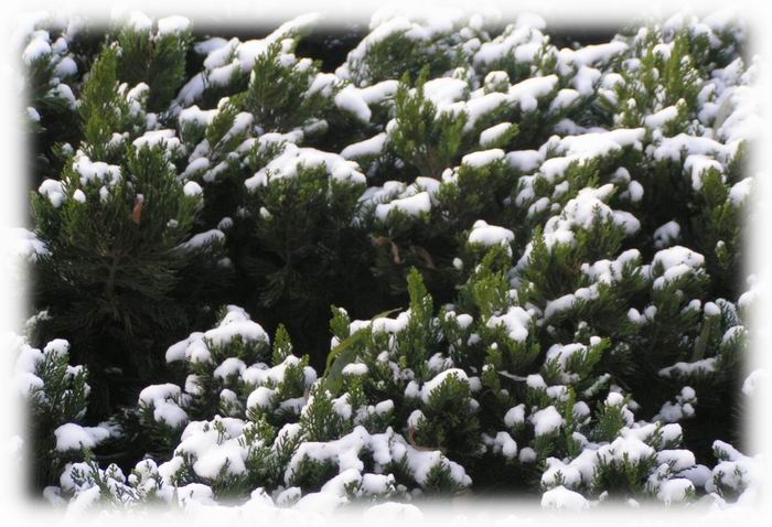 2004年的最后一场雪